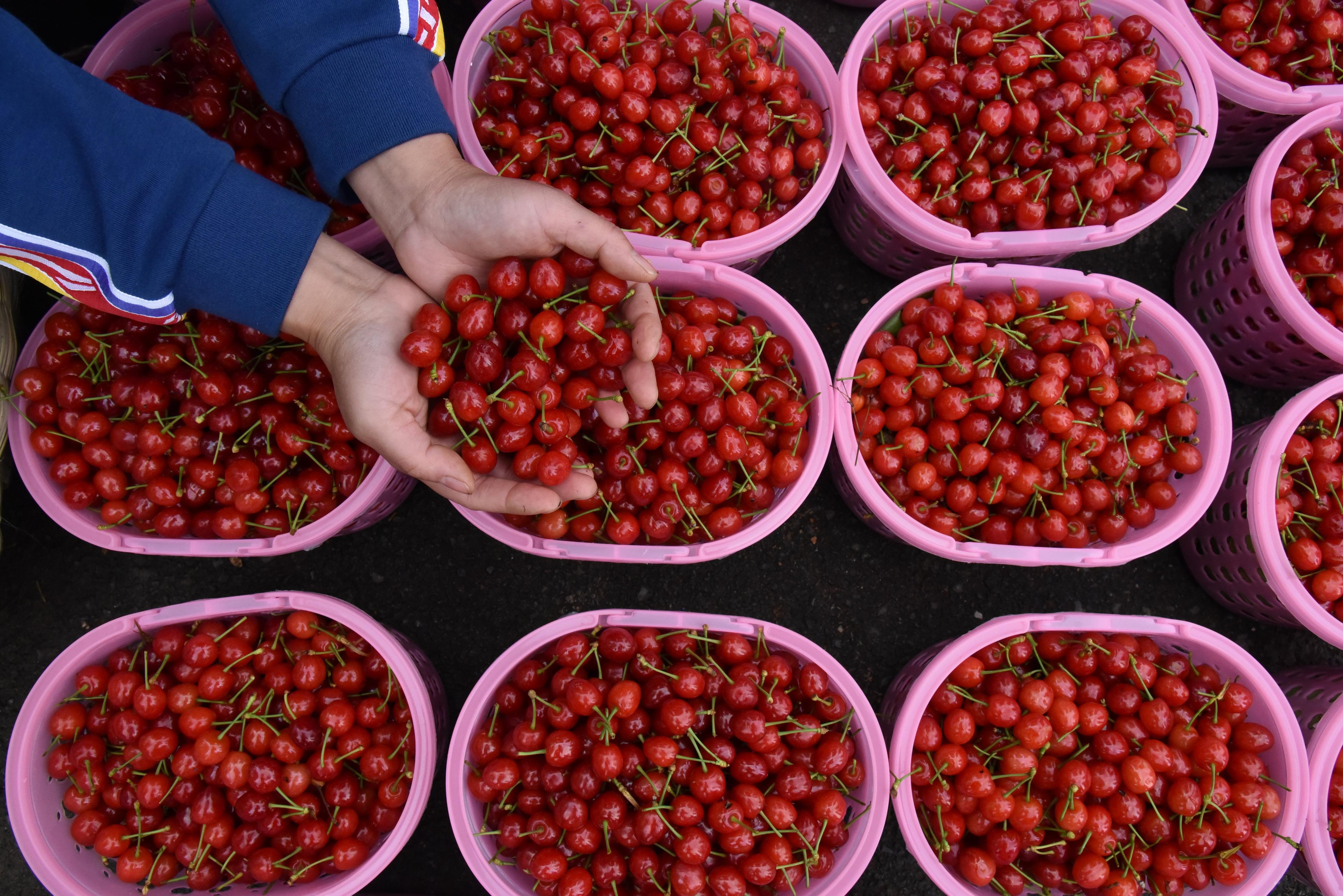 樱桃视频下载-樱桃cherry官网